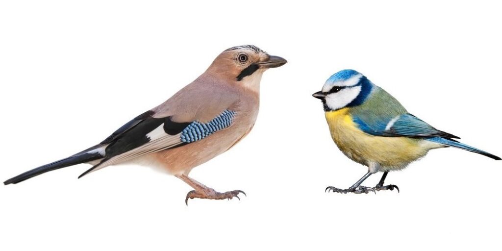 ptaki zimujące w Polsce sójka sikorka