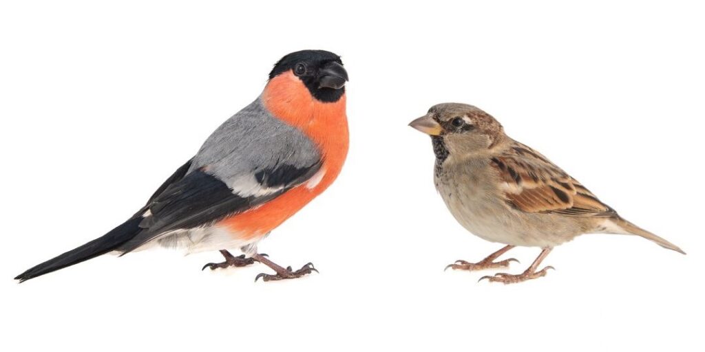 ptaki zimujące w Polsce gil wróbel