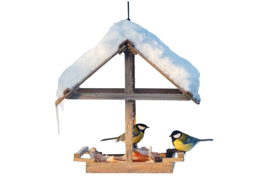 ptaki zimujące w Polsce karmnik